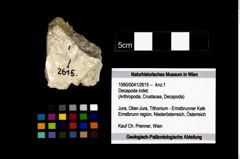 Foto (Objekt + Etikett) von Decapoda indet.  (NHMW-GEO-1990-0041-2615)